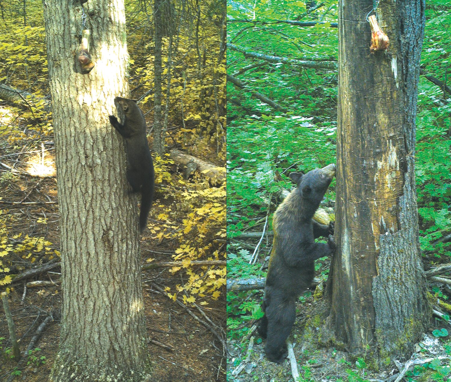 A fisher and a black bear are pictured in two images from remote camera stations in the Gifford Pinchot National Forest.